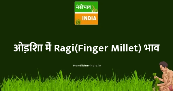 Ragi(Finger Millet) भाव